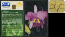 Orquídeas de Venezuela II