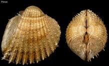 Bivalves (Com nome)