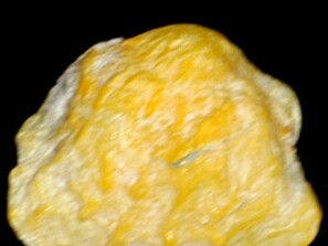 Bivalves (Sem nome)