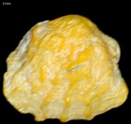 Bivalves (Sem nome)
