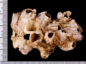 Cracas