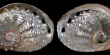 Haliotis