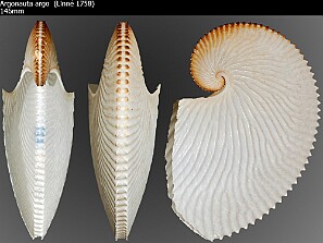 Conchas e Invertebrados