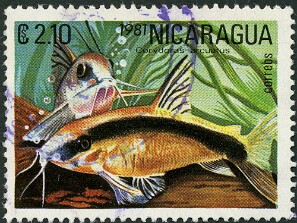 1981