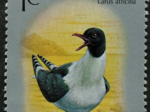 Santa Lúcia