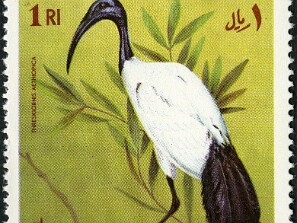Ajman