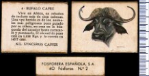 Animais (FESA)