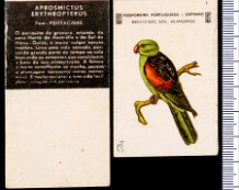 Aves Exóticas (FP-Espinho)