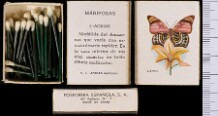 Borboletas (FESA)