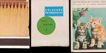 Colecção  Fotografias - Gatos (SNF-Lisboa)