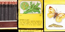 Insectos - LUX (FP-Espinho)