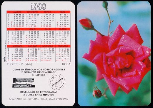 Amplicolor - Flores - Rosa 1988
