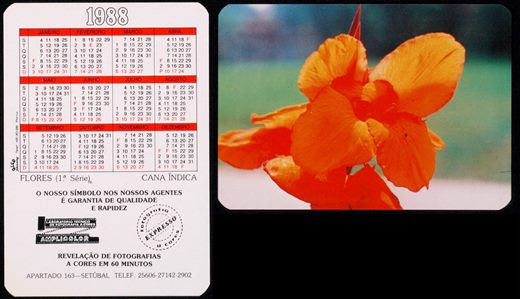 Amplicolor - Flores - Cana indica 1988