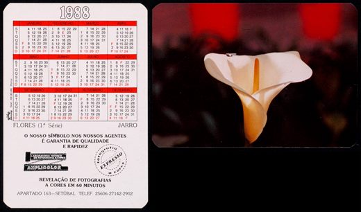 Amplicolor - Flores - Jarro 1988