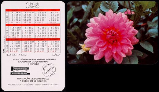 Amplicolor - Flores - Dalia 1988