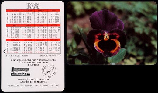 Amplicolor - Flores - Amor perfeito 1988