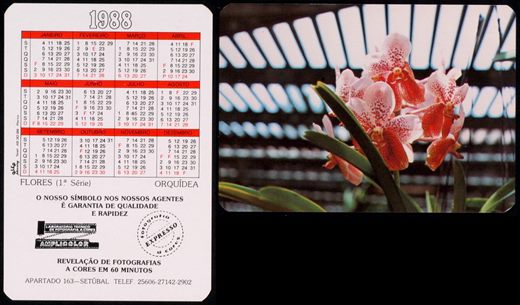 Amplicolor - Flores - Orquidea 1988