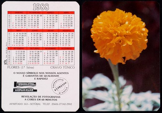 Amplicolor - Flores - Cravo tunico 1988