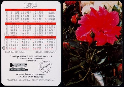 Amplicolor - Flores - Ibisco dobrado 1988