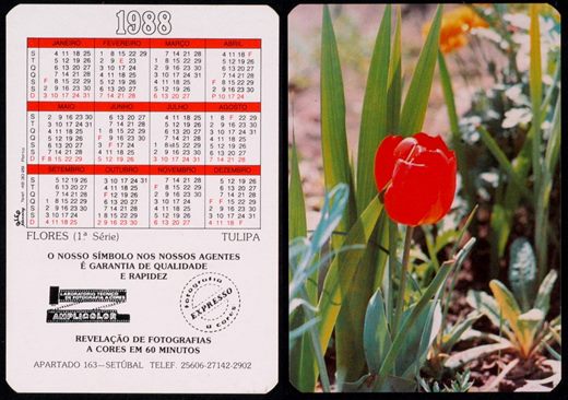 Amplicolor - Flores - Tulipa 1988