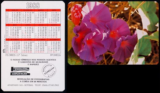 Amplicolor - Flores - Ipomeia 1988