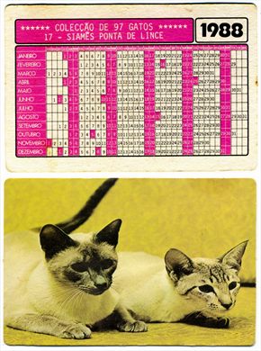 Gatos 17 1988