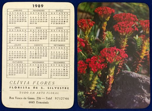 Clivia Flores 1989