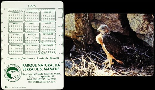 Parque Natural da Serra de S. Mamede (Aguia de Bonelli)-1996