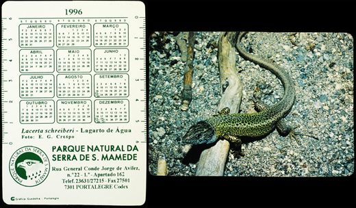 Parque Natural da Serra de S. Mamede (Lagarto de Agua)-1996