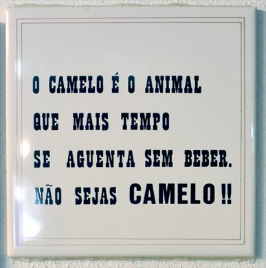O camelo e o animal...