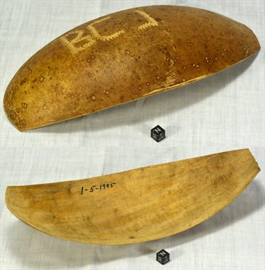 Totuma
