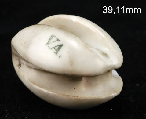 Isolador de tensao (ceramica) (mod 2-1) (Vista Alegre) branco