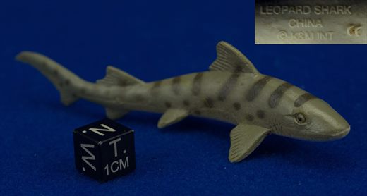 Leopard Shark 1 (KM)
