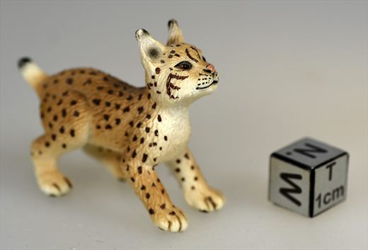 Lince