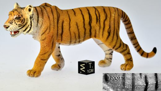 Tigre
