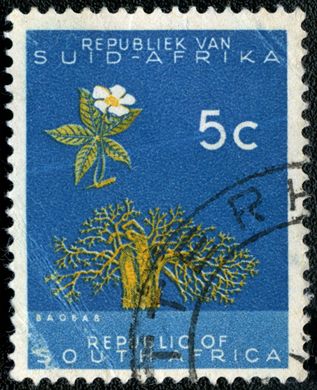 Africa do Sul - 1961 - Baoba - 5C (Bilingue)