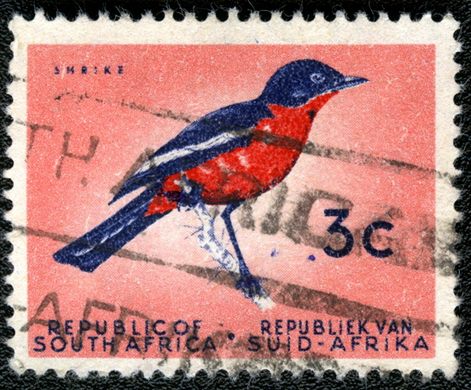 Africa do Sul - 1961 - Picanco - 3C (Bilingue)
