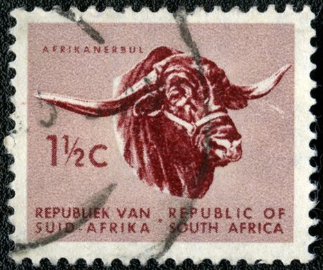 Africa do Sul - 1961 - Touro Africander - 1.5C (Bilingue)