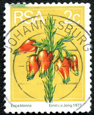Africa do Sul - 1974 - Flora - Erica blenna - 2C