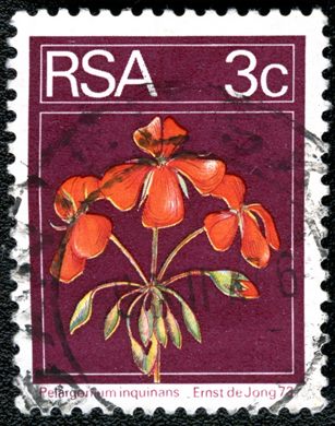 Africa do Sul - 1974 - Flora - Pelargonium inquinans - 3C