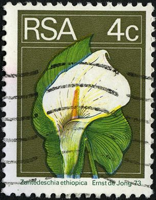 Africa do Sul - 1974 - Flora - Zantedeschia ethiopica - 4C