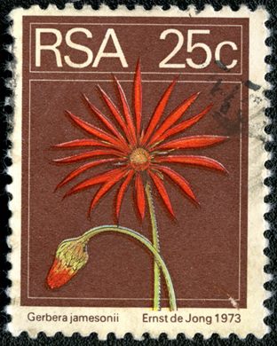 Africa do Sul - 1974 - Flora - Gerbera jamesonii - 25C