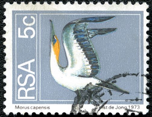 Africa do Sul - 1974 - Aves - Morus capensis - 5C