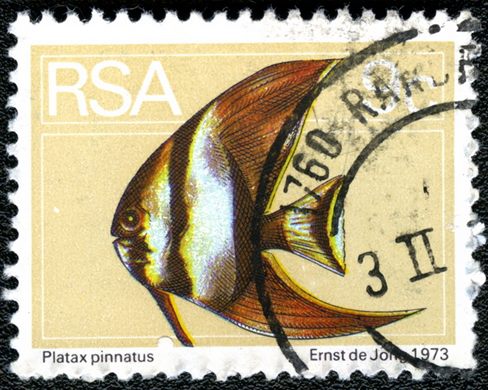 Africa do Sul - 1974 - Fauna Marinha - Platax pinnatus - 50C