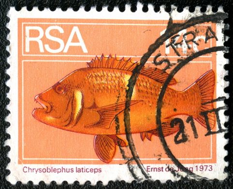 Africa do Sul - 1974 - Fauna Marinha - Chrysoblephus laticeps - 14C