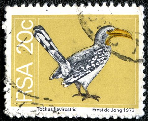 Africa do Sul - 1974 - Aves - Tockus flavirostris - 20C