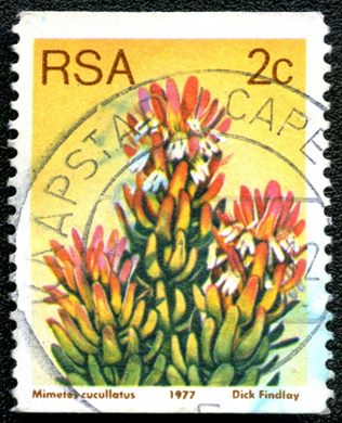 Africa do Sul - 1977 - Flora Proteaceae - Mimetes cucullatus - 2C