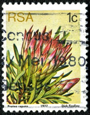 Africa do Sul - 1977 - Flora Proteaceae - Protea repens - 1C
