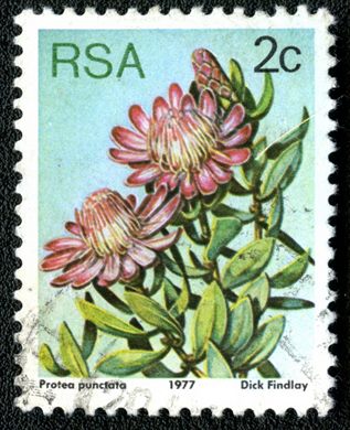 Africa do Sul - 1977 - Flora Proteaceae - Protea punctata - 2C