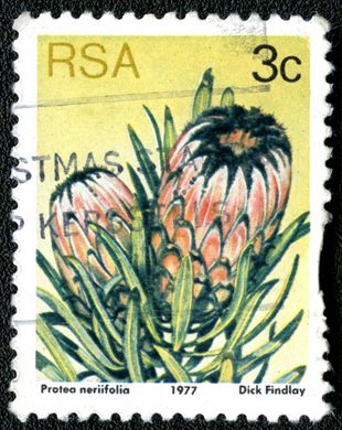 Africa do Sul - 1977 - Flora Proteaceae - Protea neriifolia - 3C